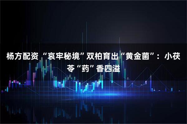 杨方配资 “哀牢秘境”双柏育出“黄金菌”：小茯苓“药”香四溢